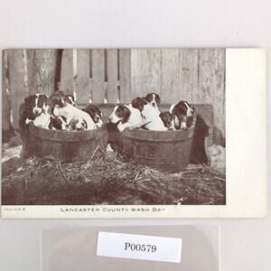 Lancaster County PA Wash Day Puppies 1940s Postcard Photo RPPC Hounds 1944